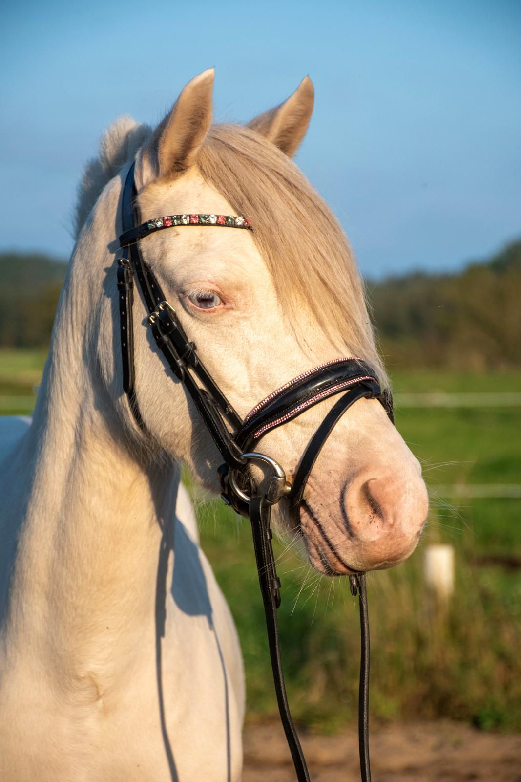 Welsh Pony (sec B) Aastrupgaards Gold Mist billede 1