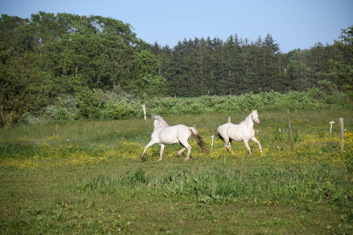 Welsh Pony (sec B) Aastrupgaards Gold Mist billede 20