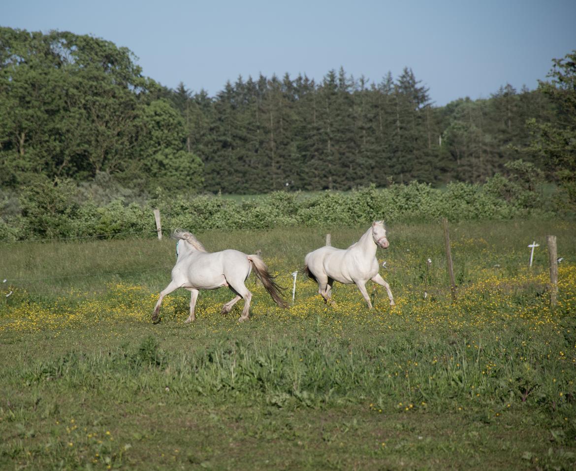 Welsh Mountain (sec A) Greenhills (dk) Special Design billede 17