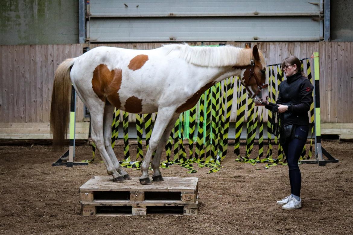 Pinto Bakkegårdens Kastania - På piedestal  billede 6