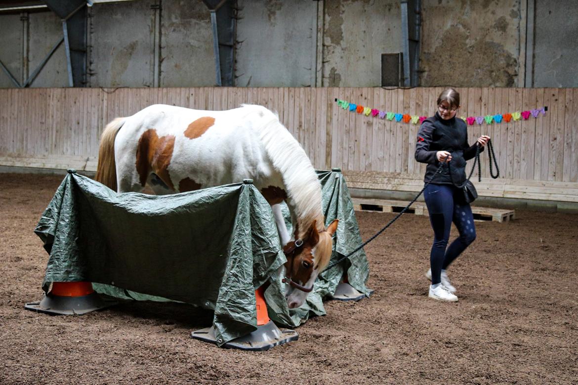 Pinto Bakkegårdens Kastania billede 7