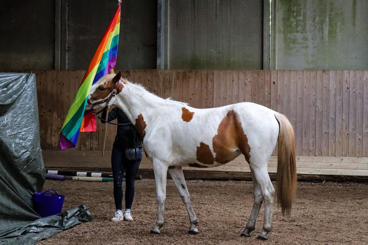 Pinto Bakkegårdens Kastania billede 8