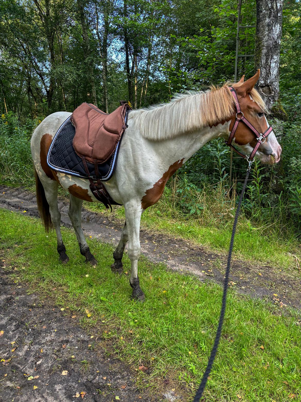 Pinto Bakkegårdens Kastania - Ud på tur med pad på billede 16