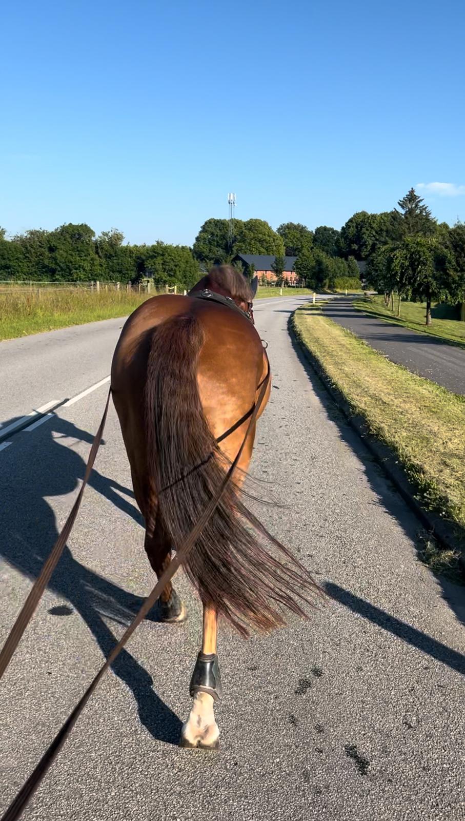 Anden særlig race Cassie billede 4