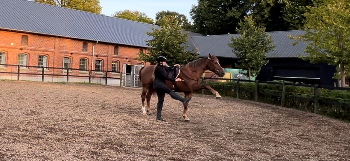 Anden særlig race Cassie billede 6