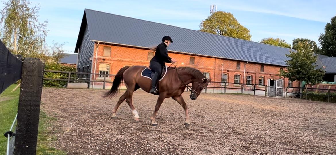 Anden særlig race Cassie billede 7