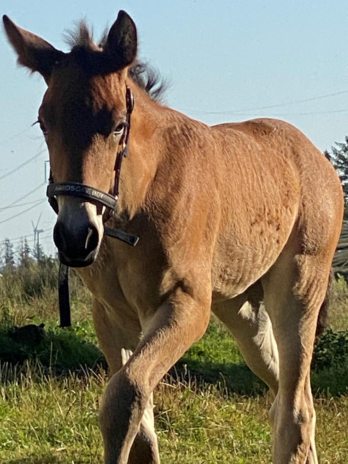 Warlander Lærkegaarden's Wild Valenzia billede 6