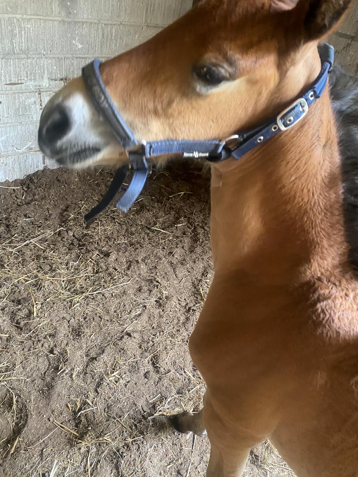 Warlander Lærkegaarden's  Valenzia billede 8