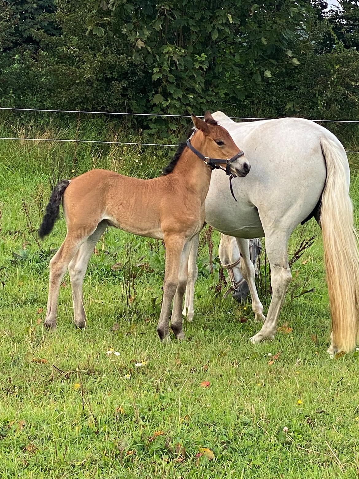 Warlander Lærkegaarden's  Valenzia billede 9
