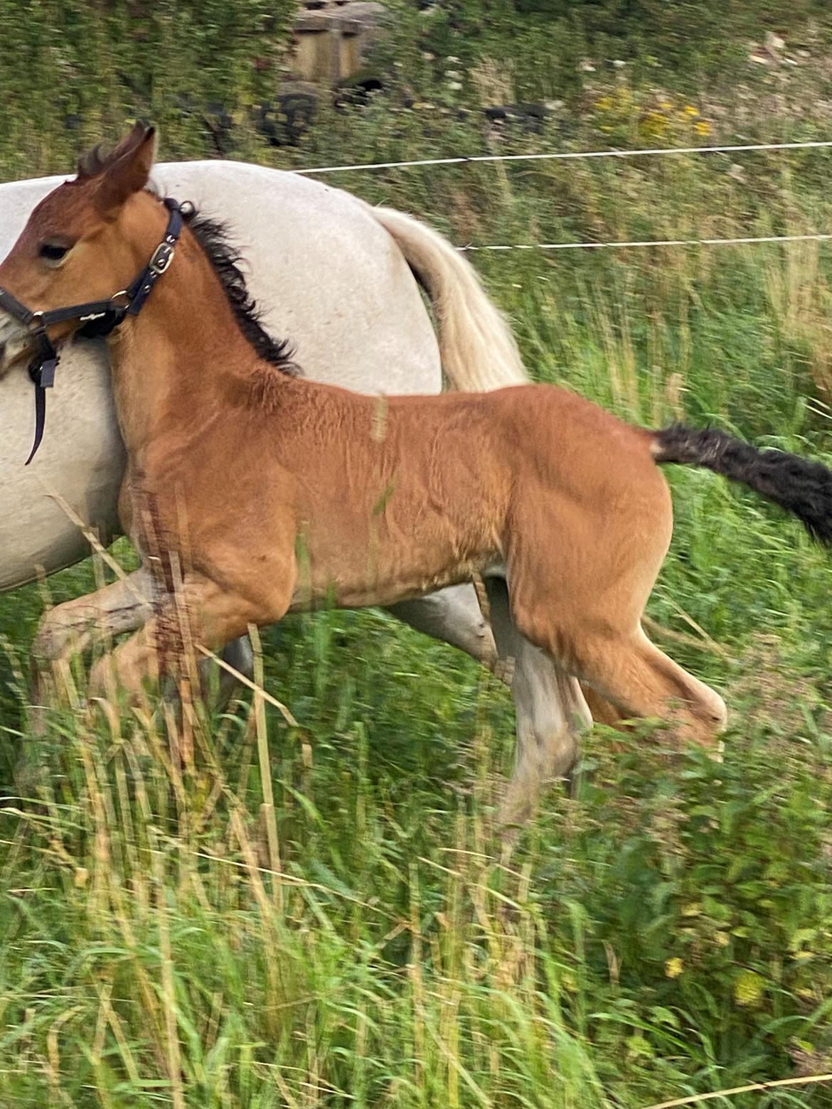 Warlander Lærkegaarden's  Valenzia billede 10