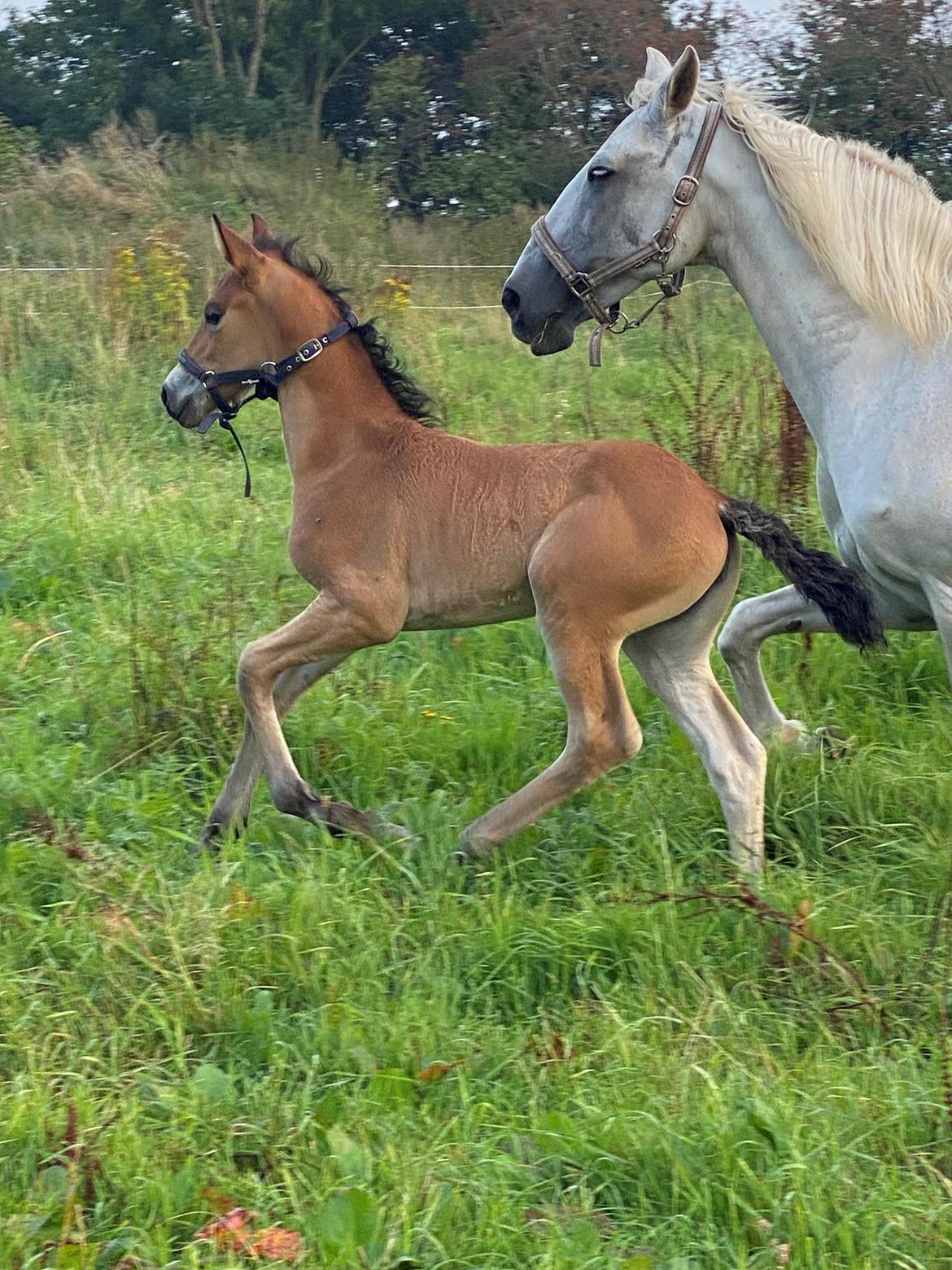 Warlander Lærkegaarden's  Valenzia billede 11