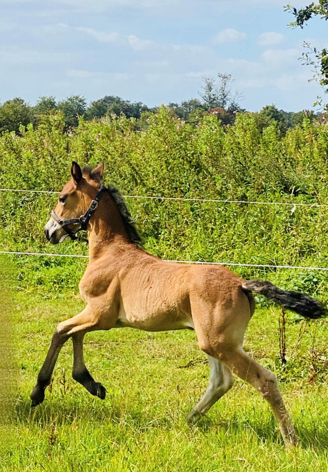 Warlander Lærkegaarden's Wild Valenzia billede 12