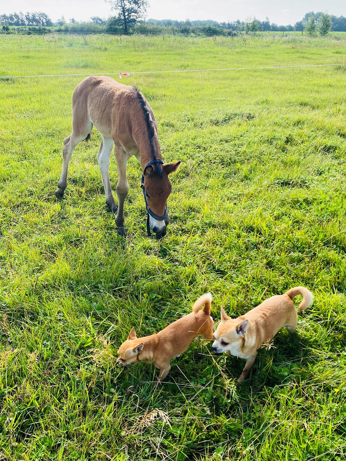 Warlander Lærkegaarden's  Valenzia billede 13