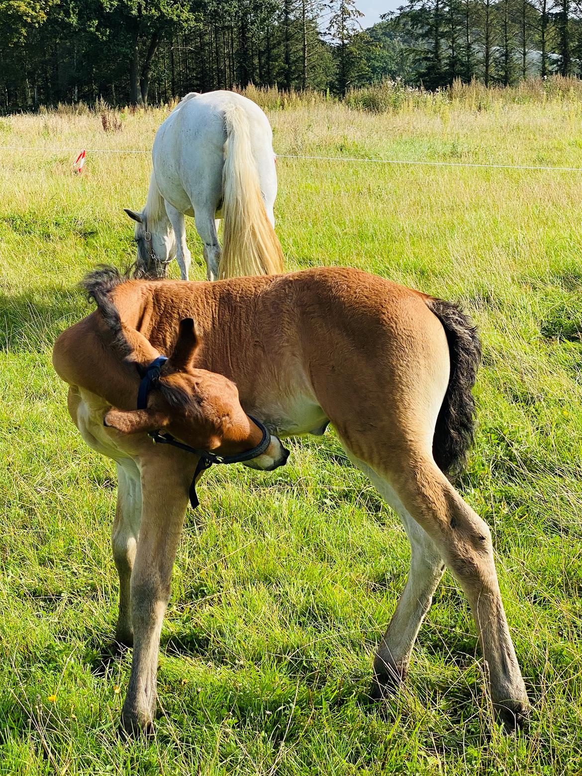 Warlander Lærkegaarden's  Valenzia billede 14
