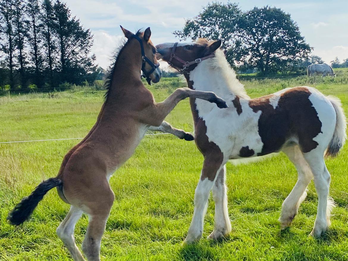 Warlander Lærkegaarden's  Valenzia billede 15