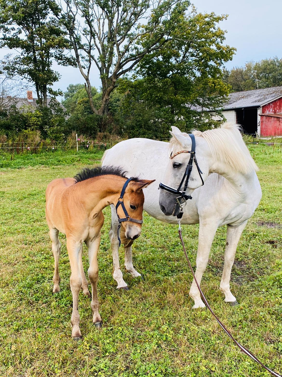 Warlander Lærkegaarden's  Valenzia billede 16