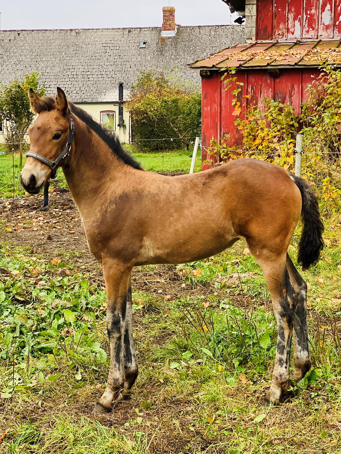 Warlander Lærkegaarden's Wild Valenzia billede 17