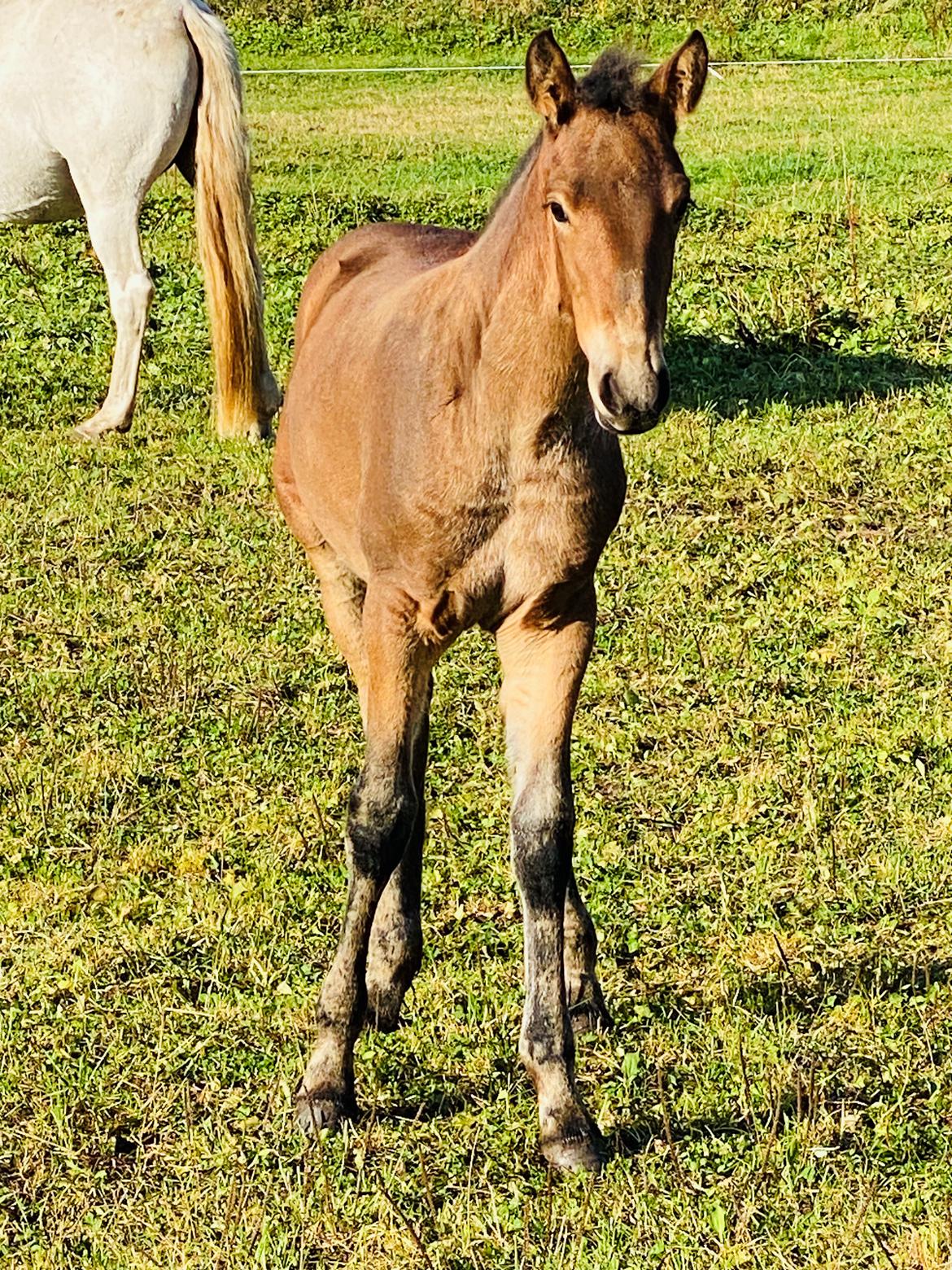 Warlander Lærkegaarden's  Valenzia billede 18