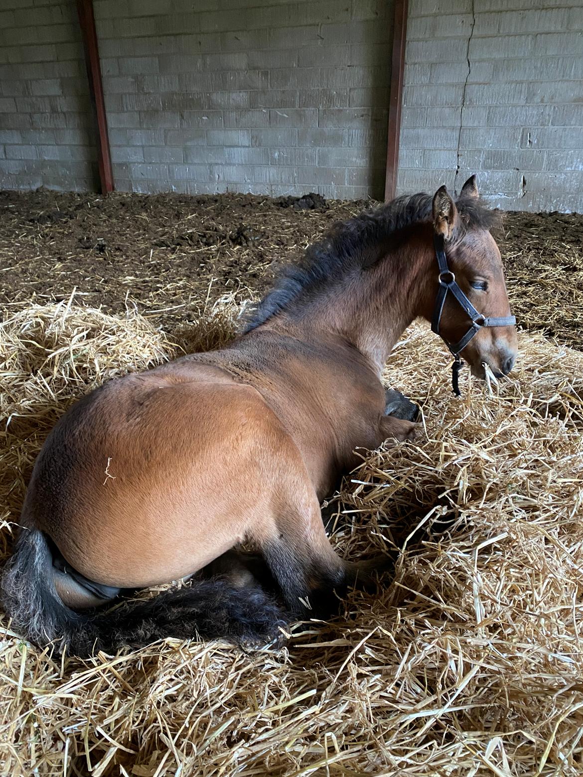 Warlander Lærkegaarden's Wild Valenzia billede 19