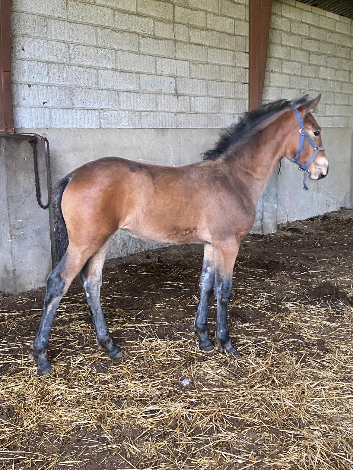 Warlander Lærkegaarden's  Valenzia billede 20