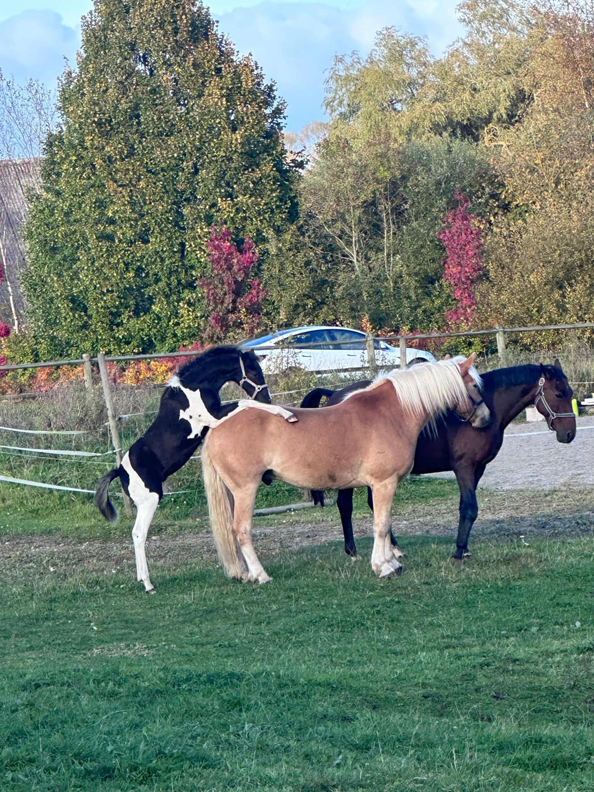 Pinto Hindbærgårdens Ashmore (Divle) billede 19