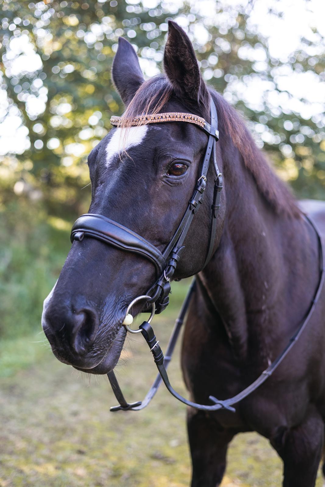 Dansk Varmblod Maj billede 6