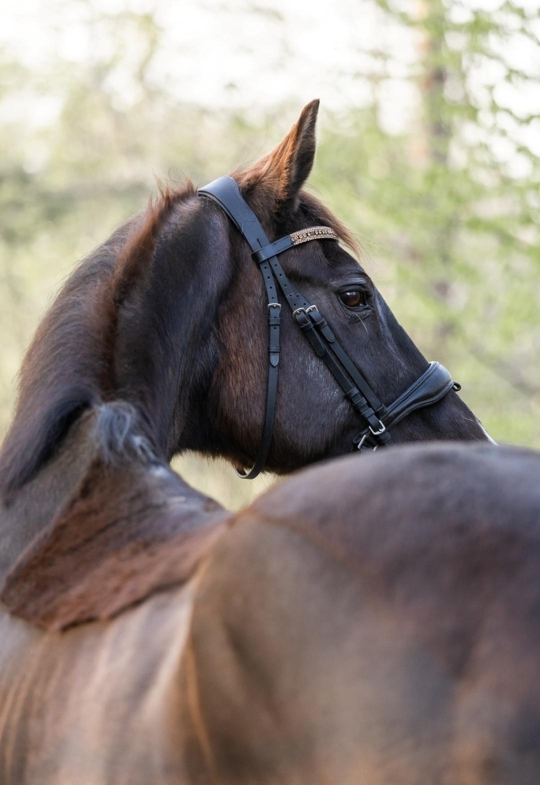 Dansk Varmblod Maj billede 1