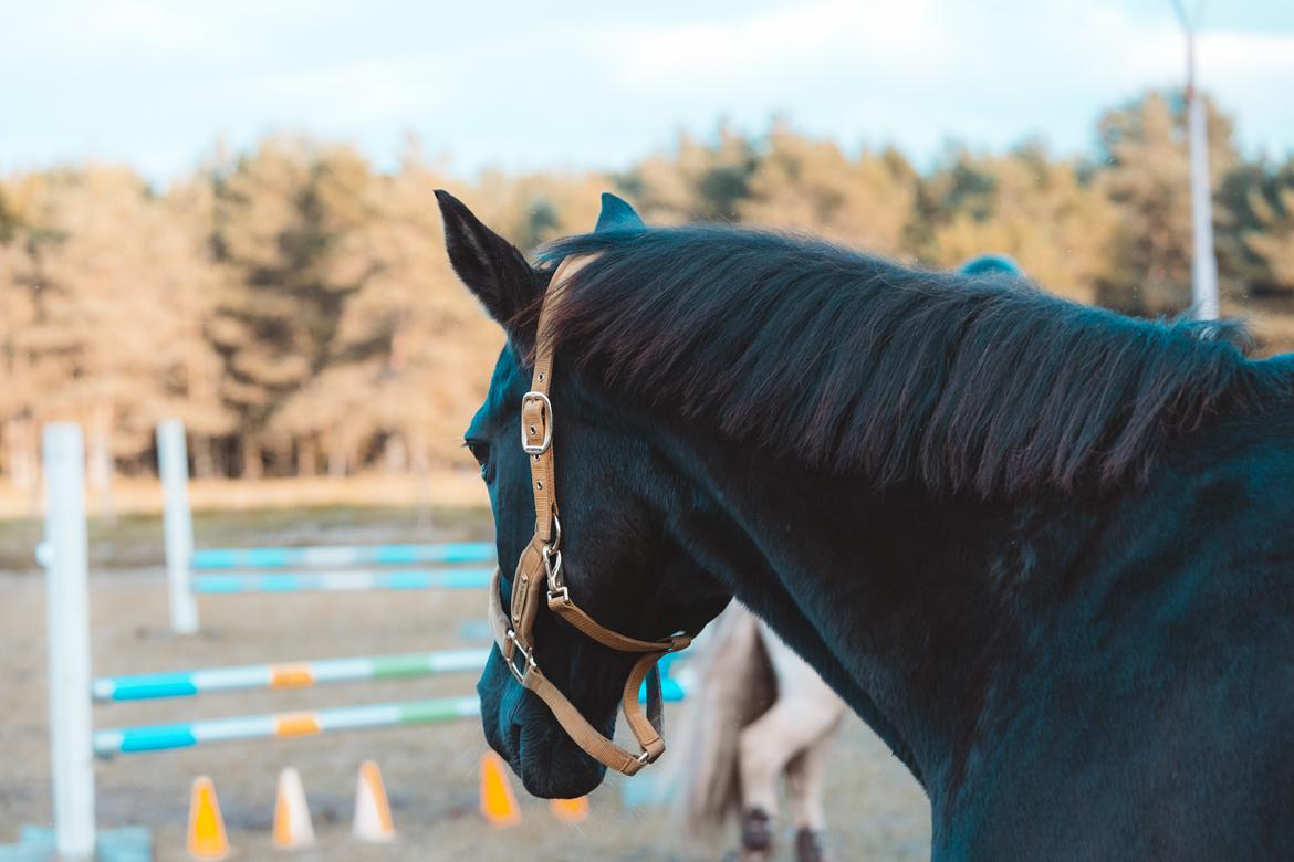Dansk Varmblod Maj billede 7