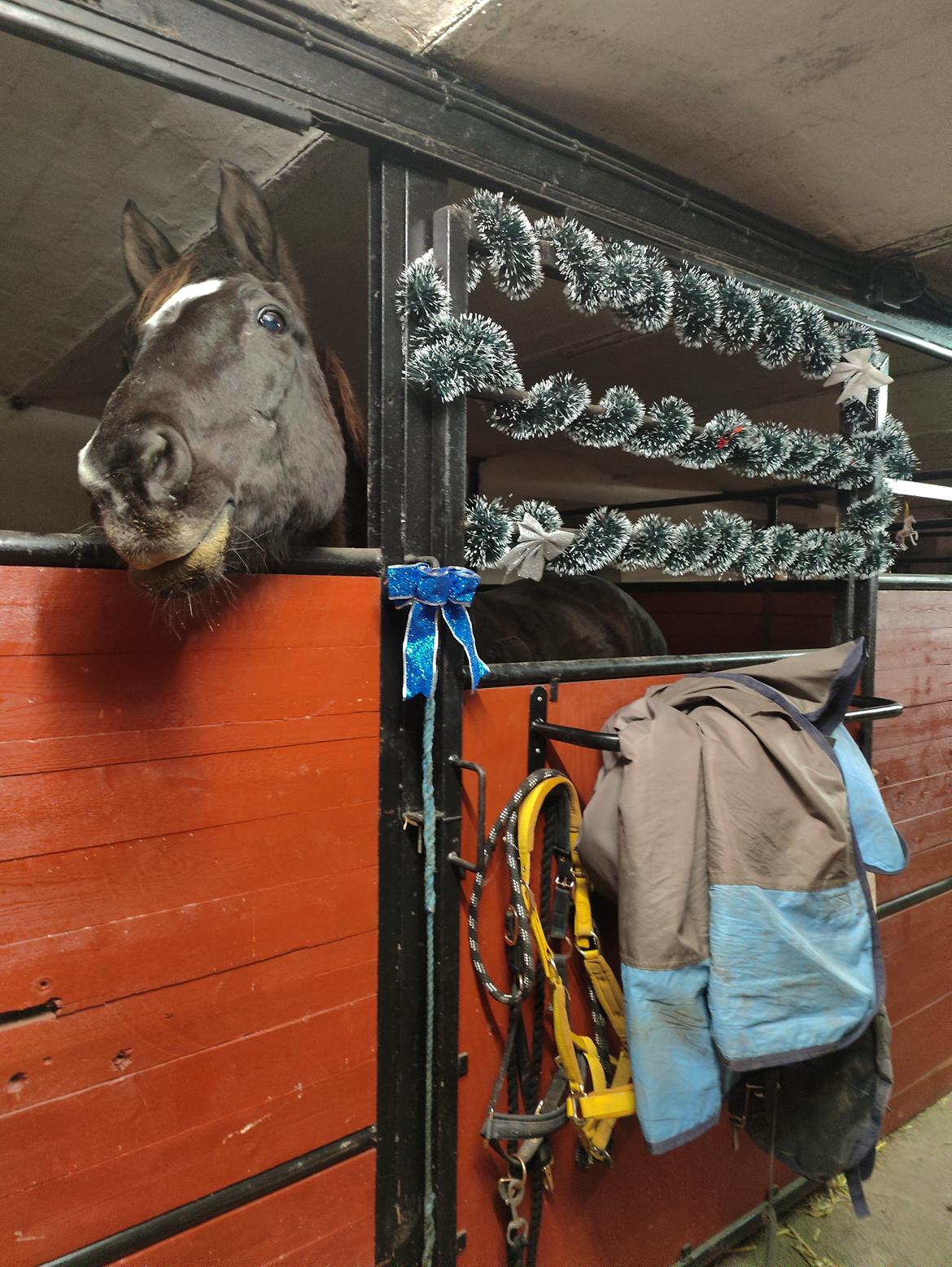 Dansk Varmblod Maj billede 8