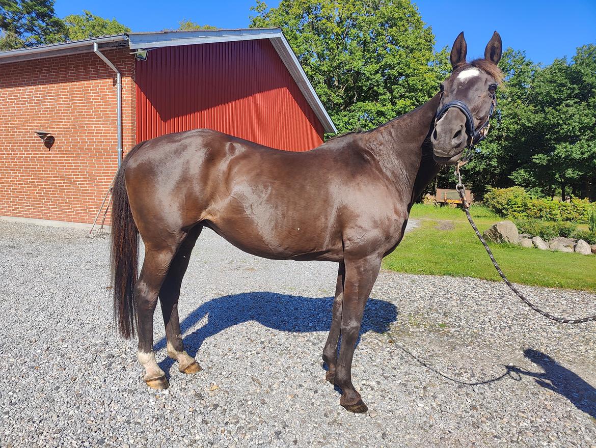 Dansk Varmblod Maj billede 9