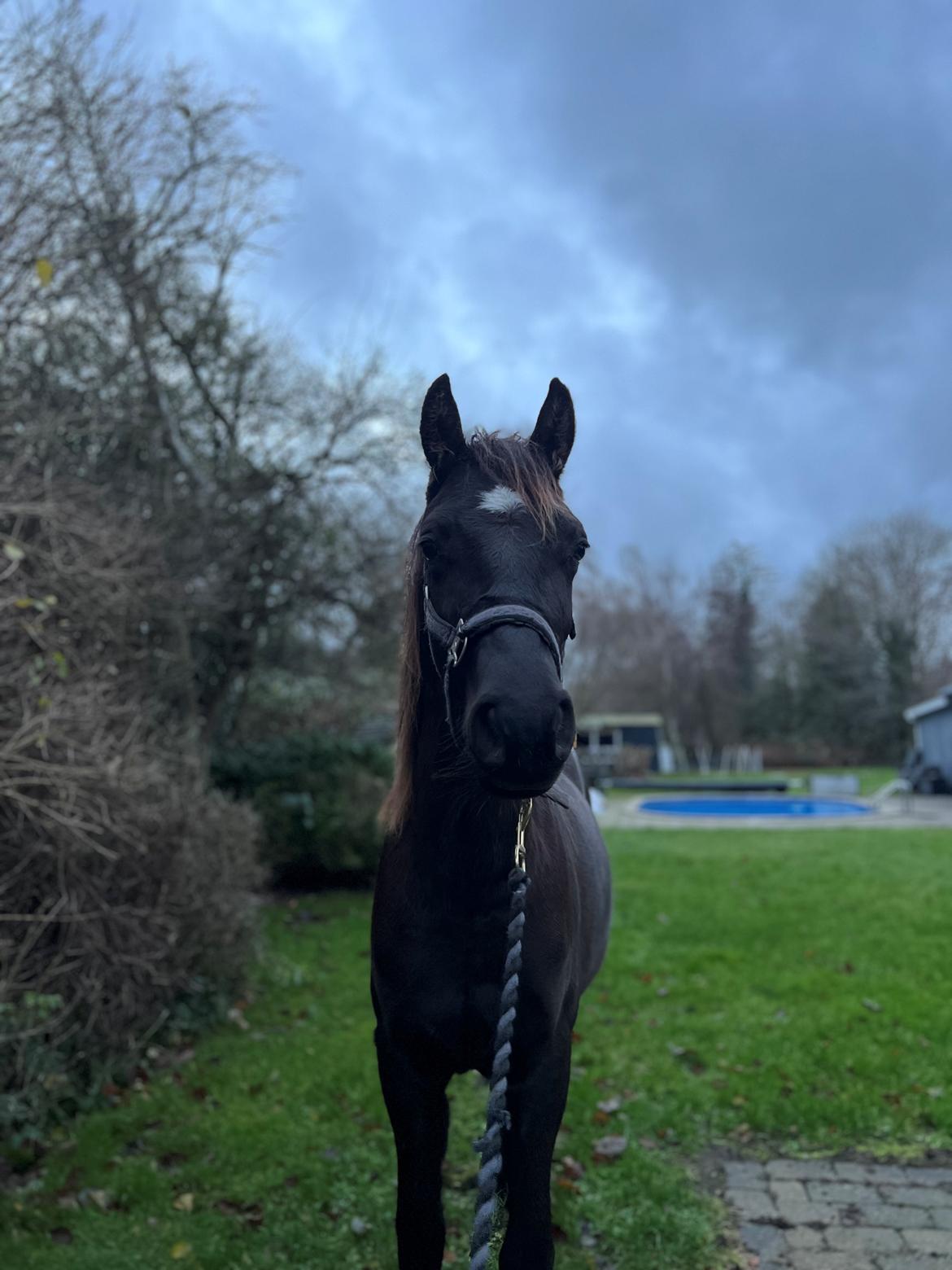 Anden særlig race Cera Rame billede 10