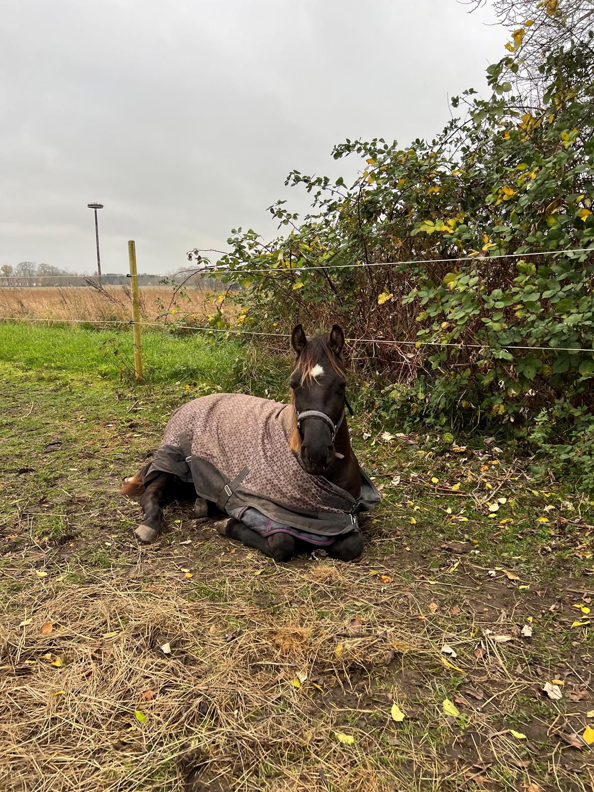 Anden særlig race Cera Rame billede 11