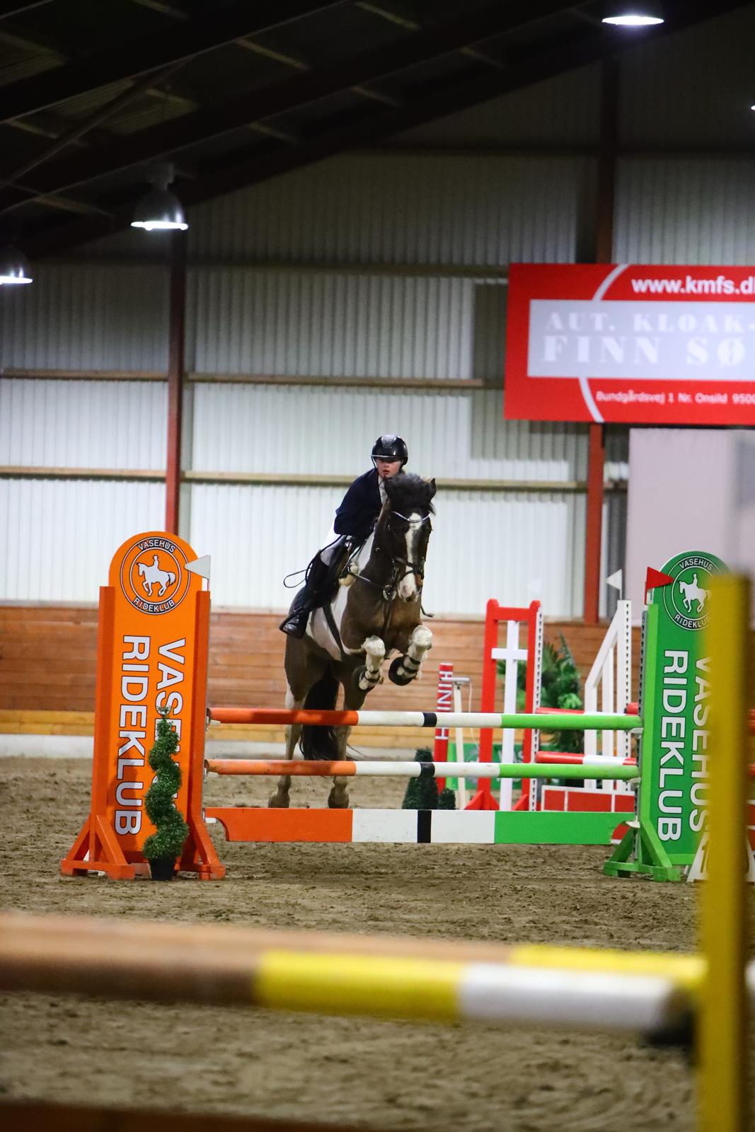 Anden særlig race Huxi  billede 31