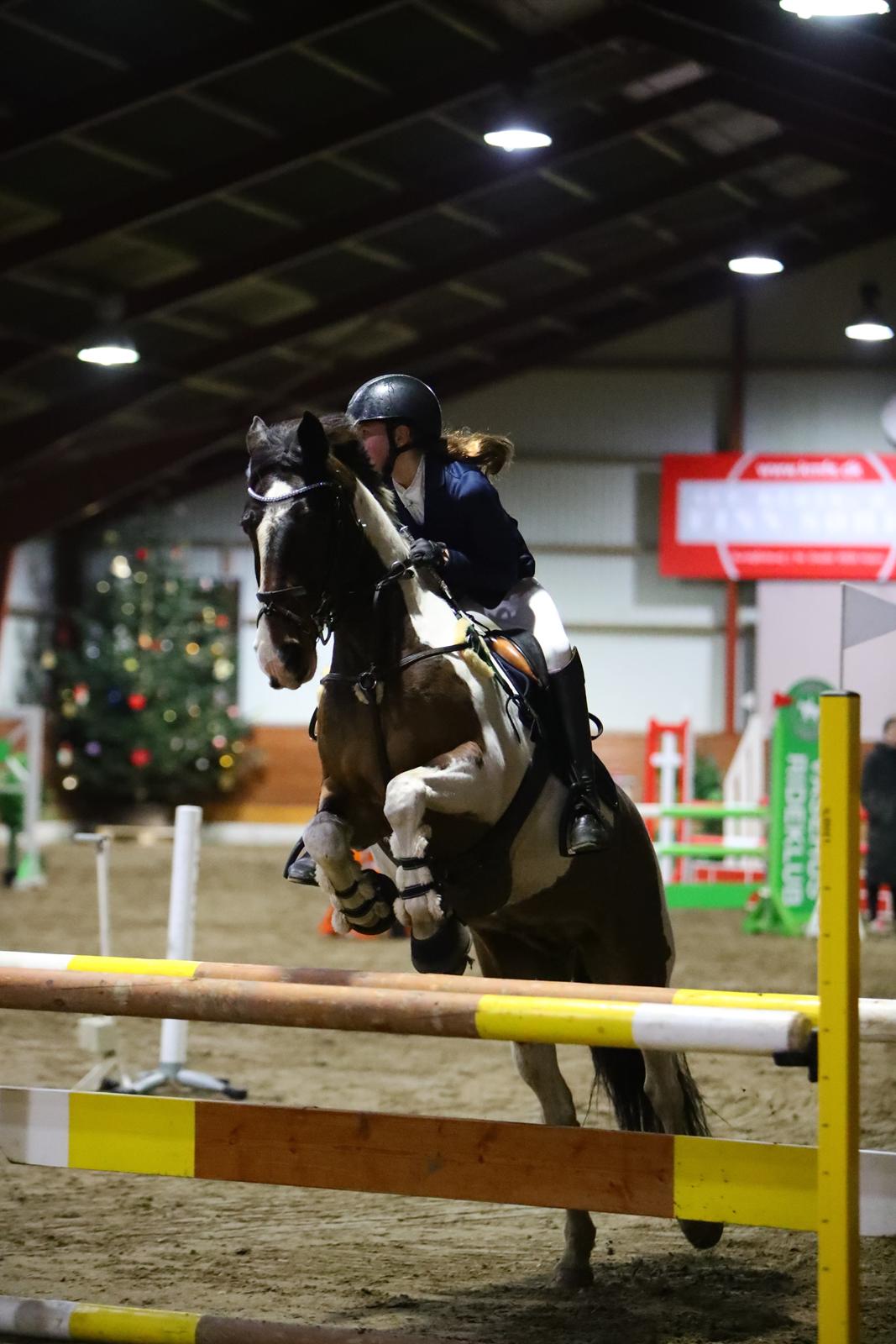 Anden særlig race Huxi  billede 33