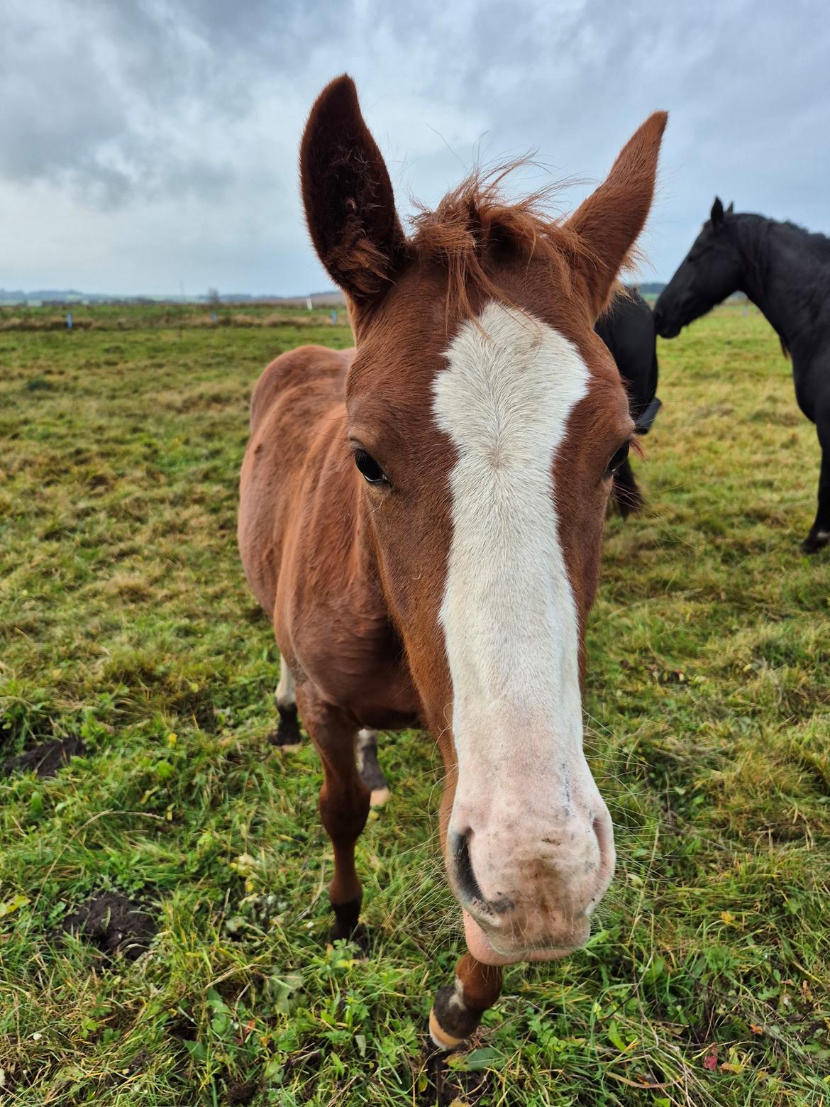 Oldenborg Whasti billede 1