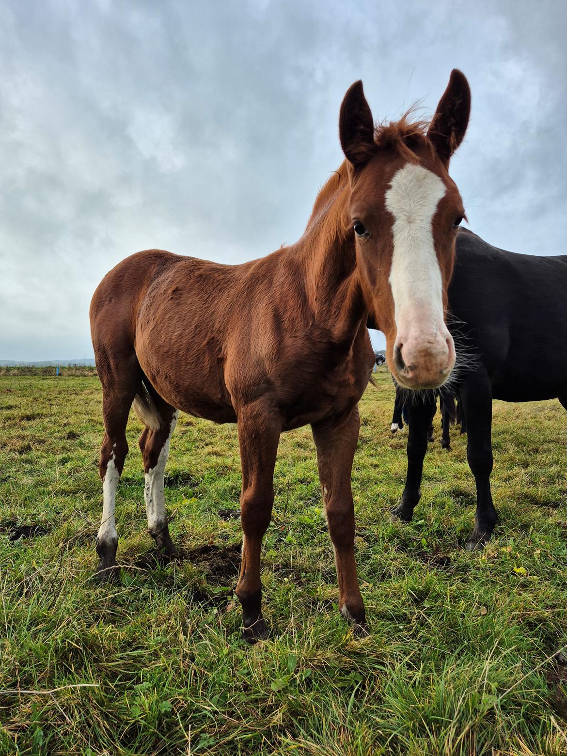 Oldenborg Whasti billede 2