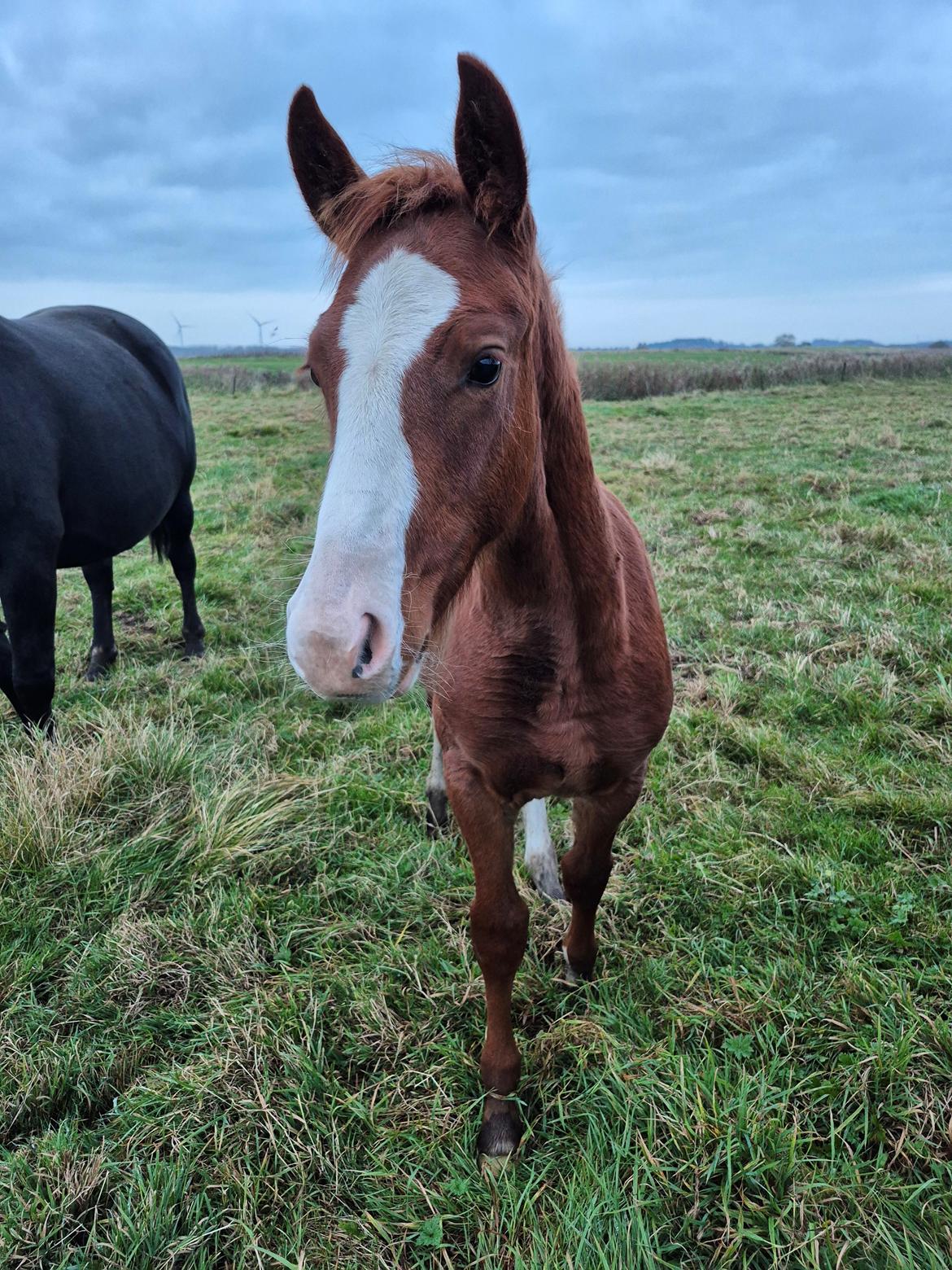 Oldenborg Vista  billede 3