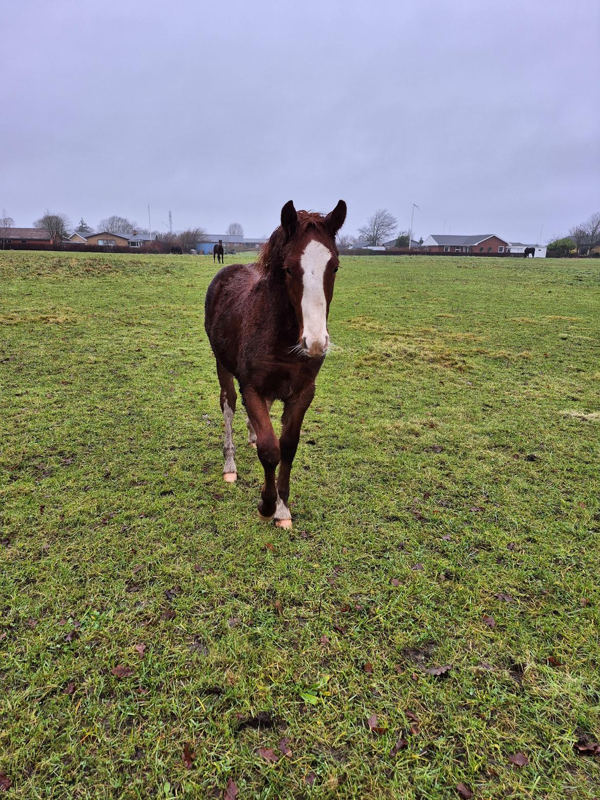 Oldenborg Whasti billede 8