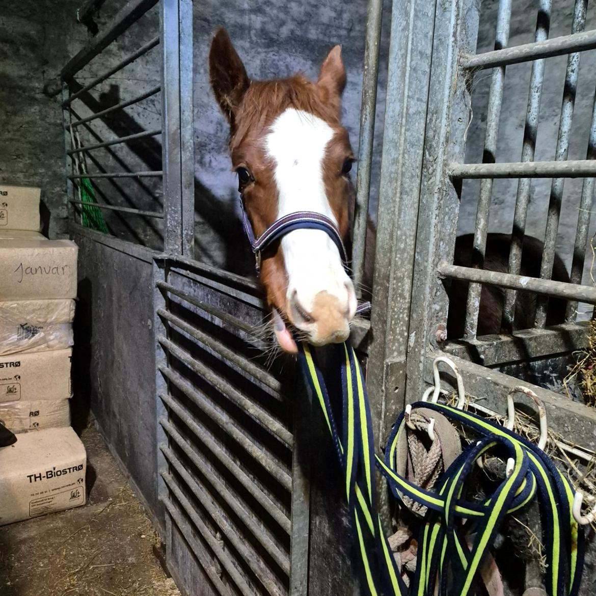 Oldenborg Whasti billede 11