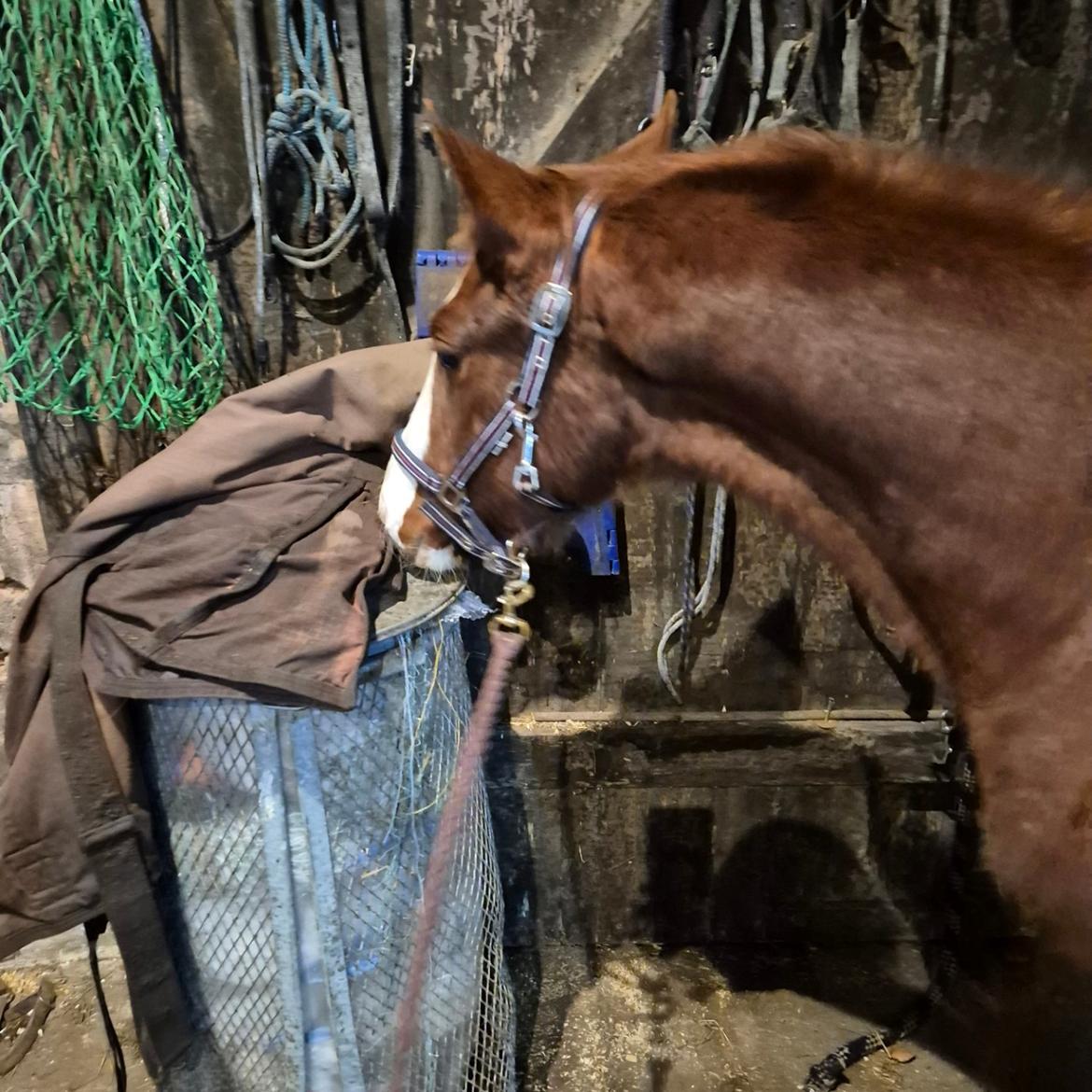 Oldenborg Whasti billede 12