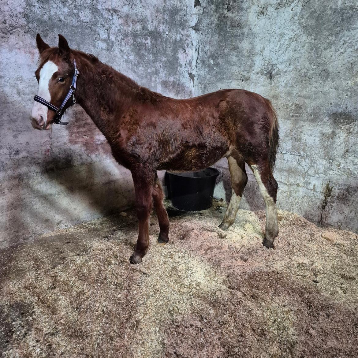 Oldenborg Whasti billede 13