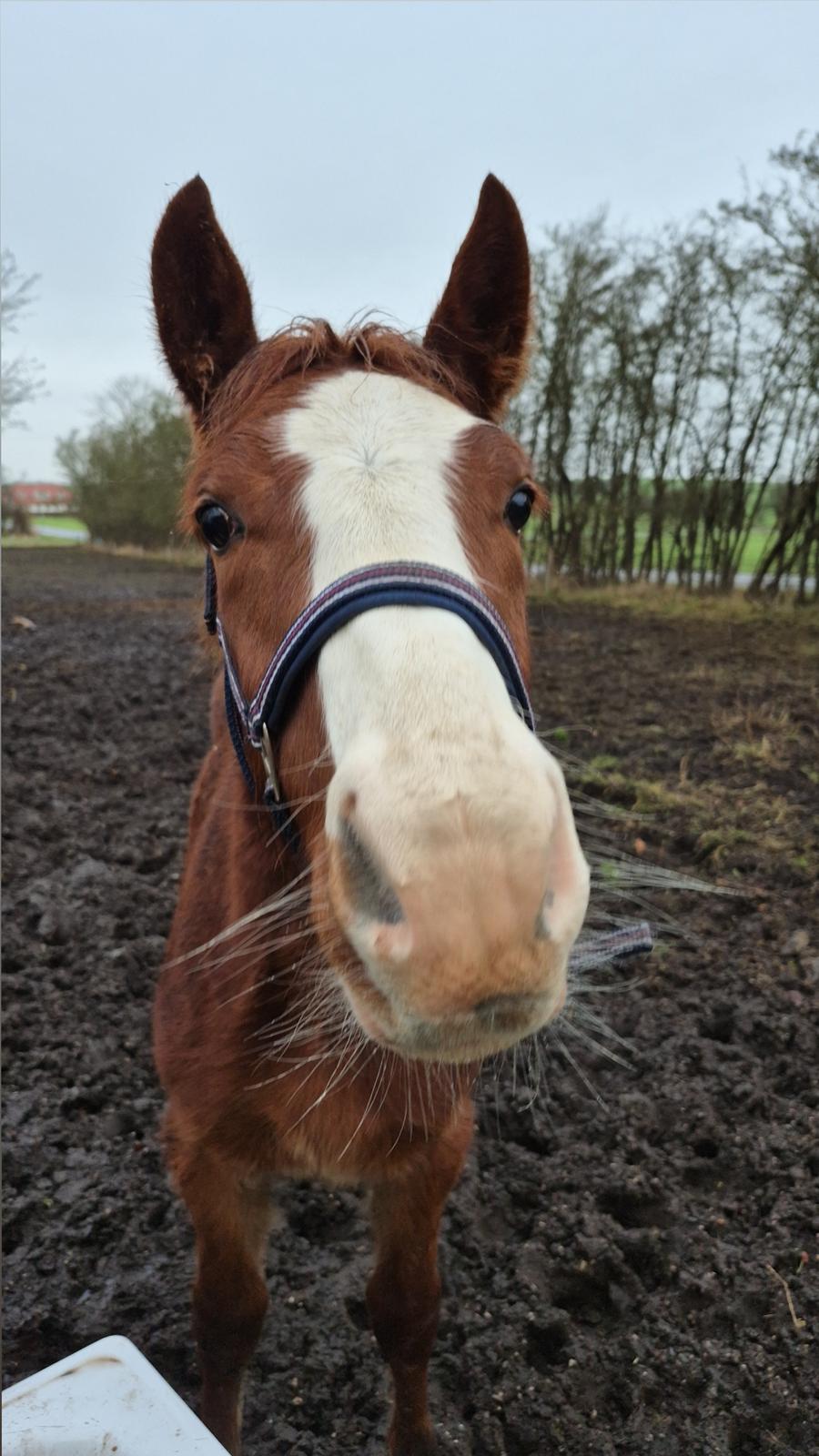 Oldenborg Whasti billede 14