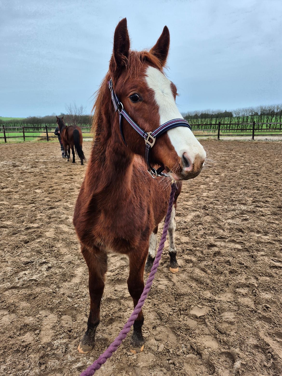 Oldenborg Whasti billede 16