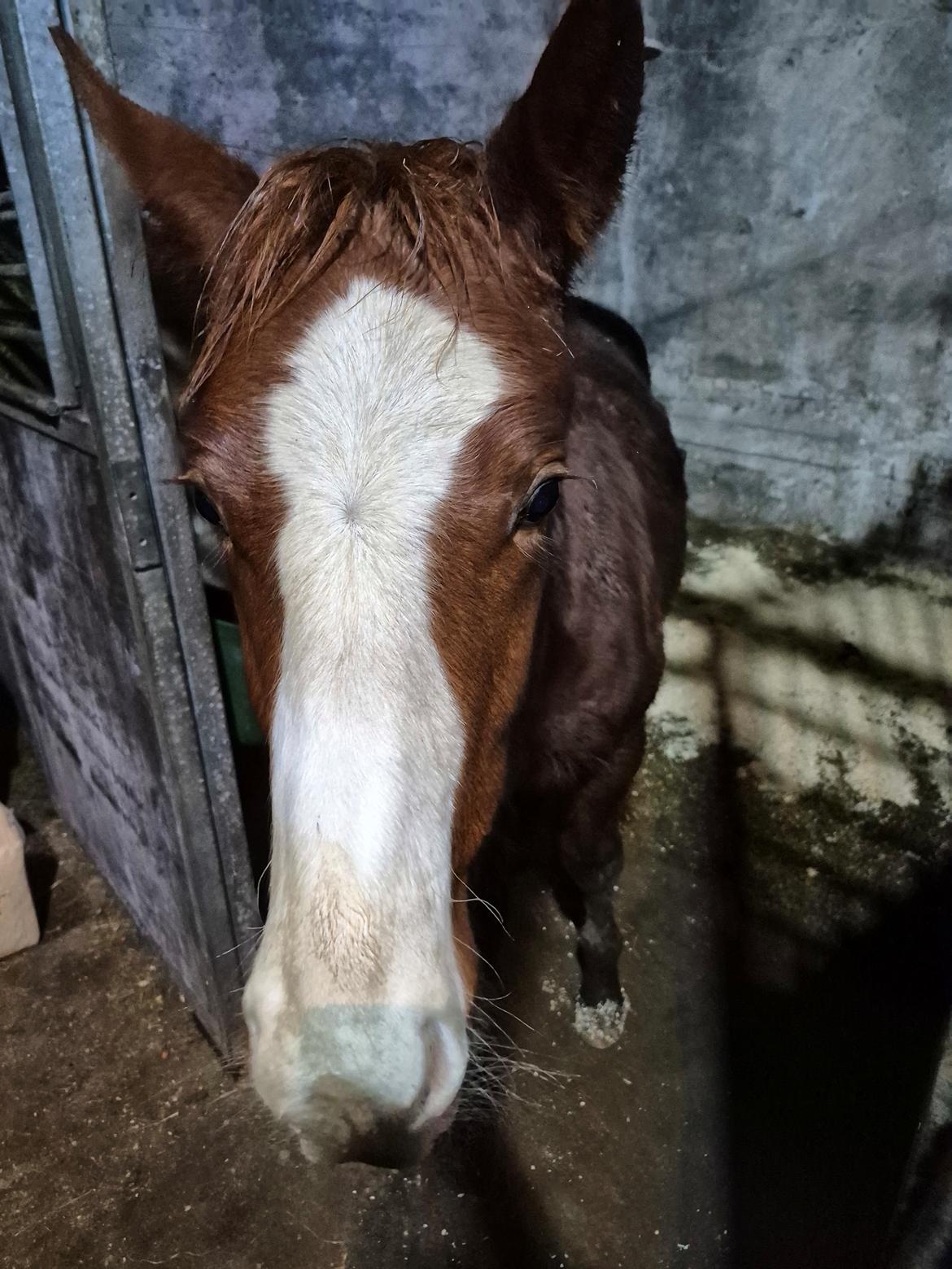 Oldenborg Whasti billede 17