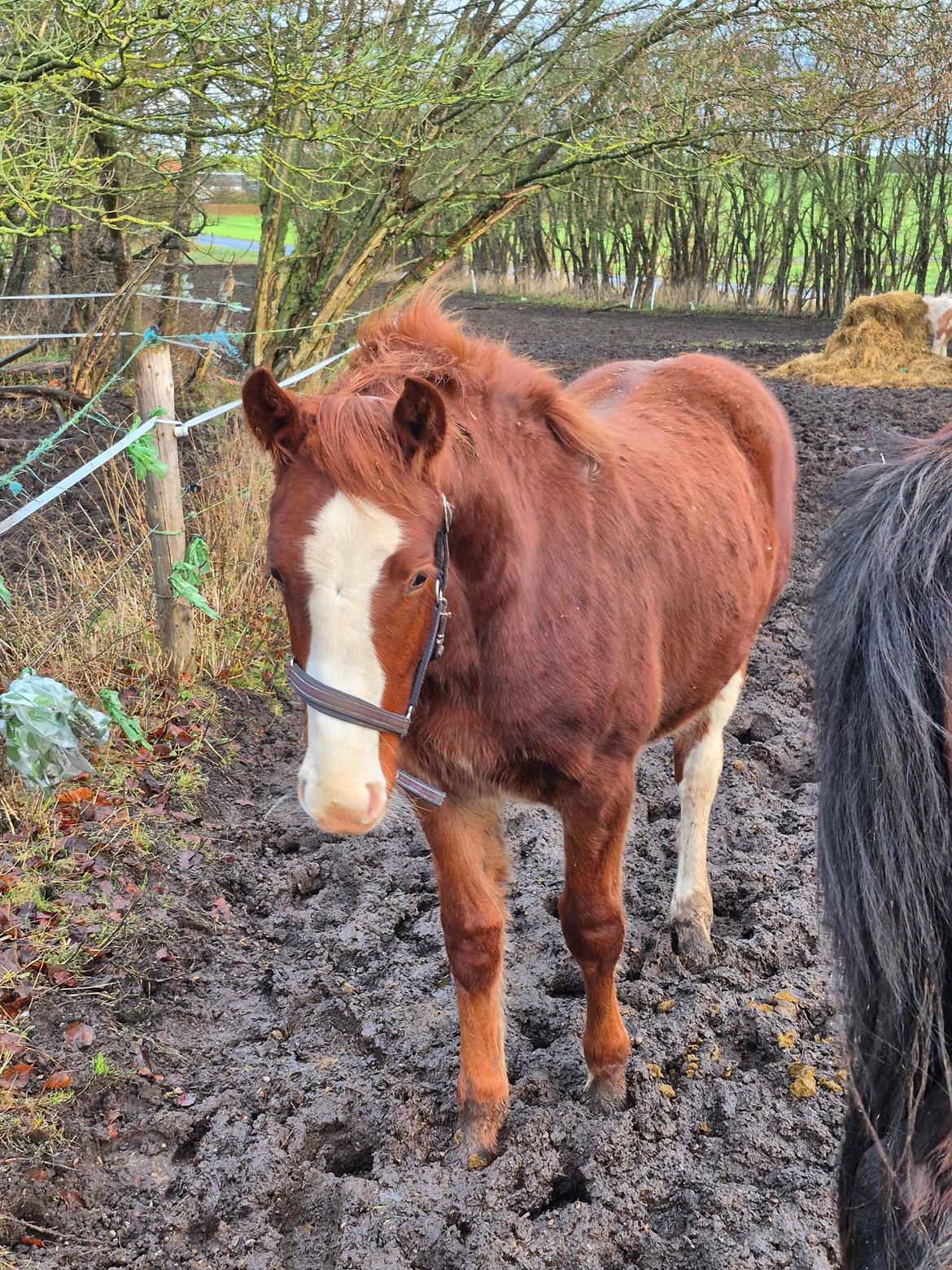 Oldenborg Whasti billede 18