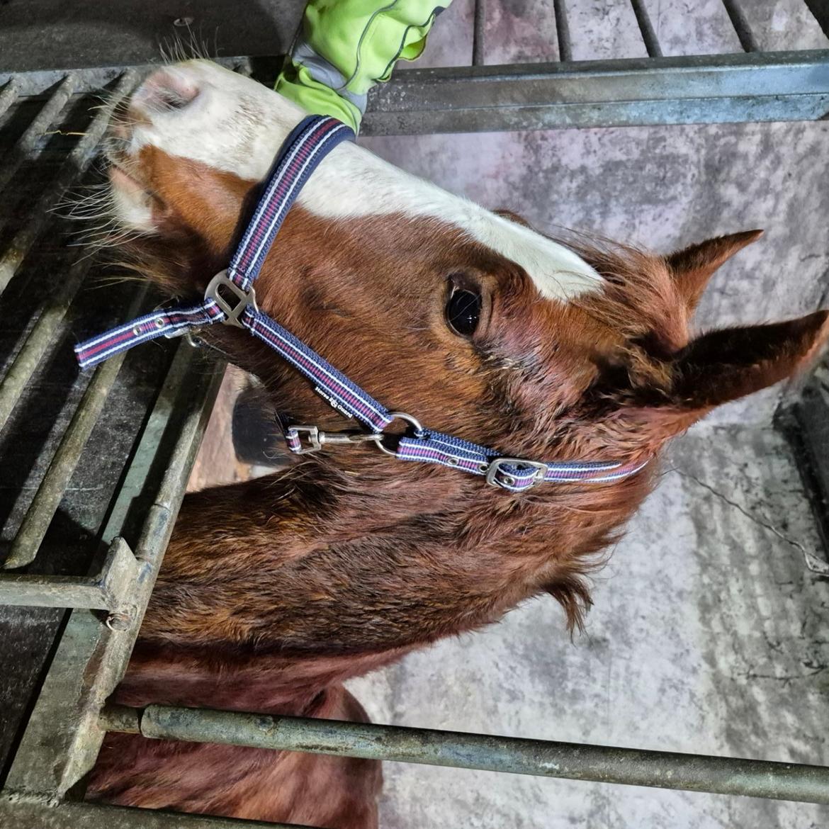 Oldenborg Whasti billede 10