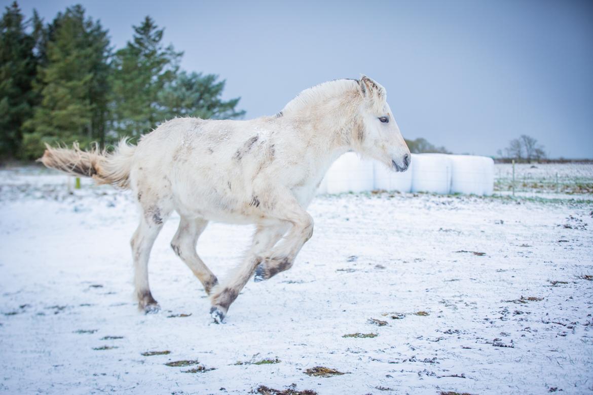 Fjordhest Theodoras Havana billede 18