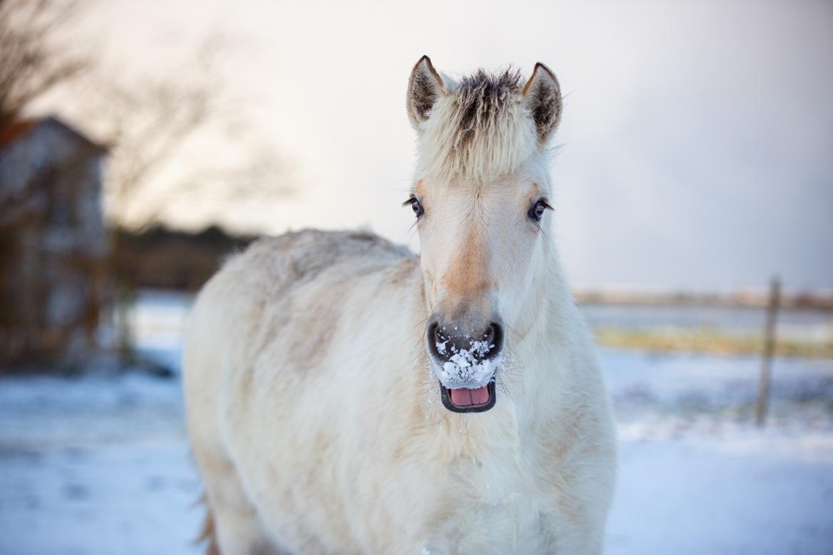 Fjordhest Theodoras Havana billede 17