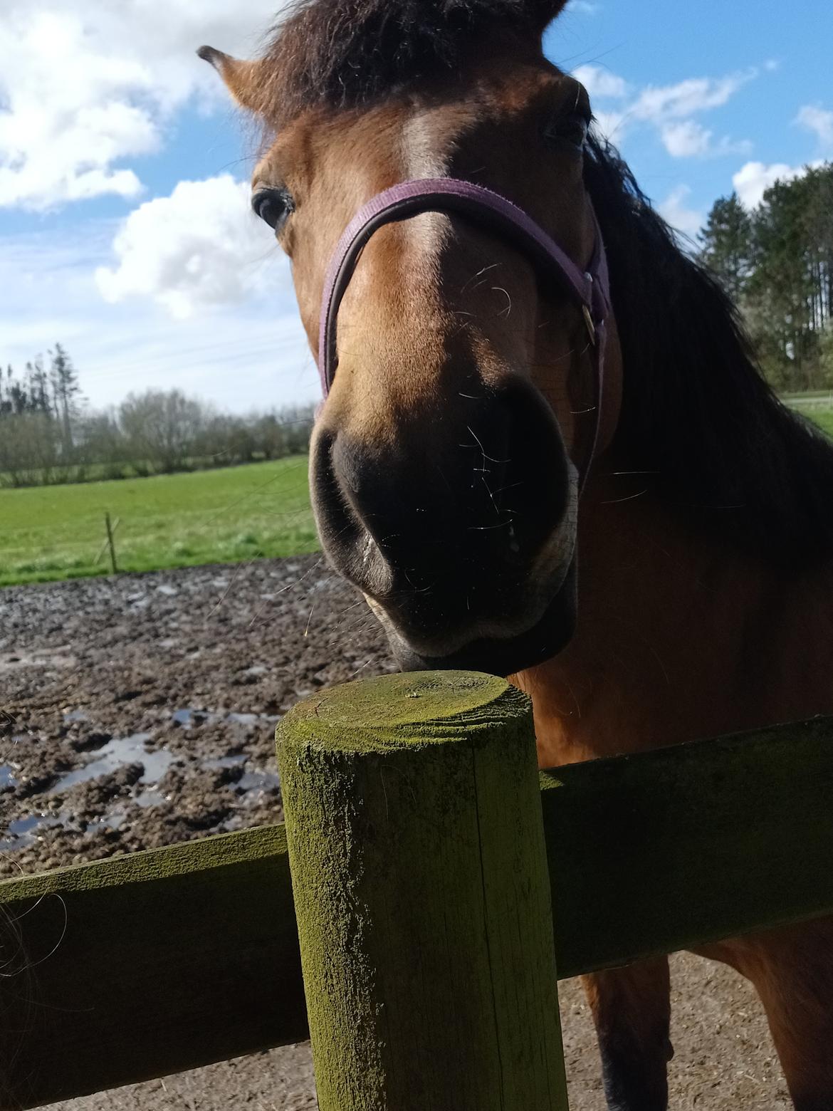 Anden særlig race Kallestrups inaya o'shar - Hej billede 8