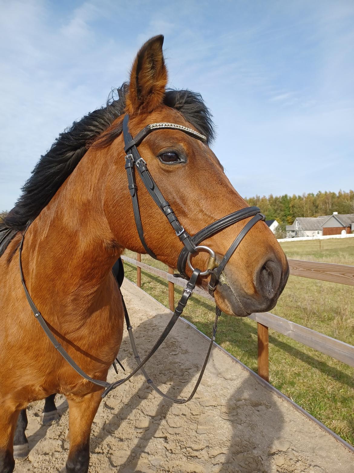 Anden særlig race Kallestrups inaya o'shar - På ridetur billede 11
